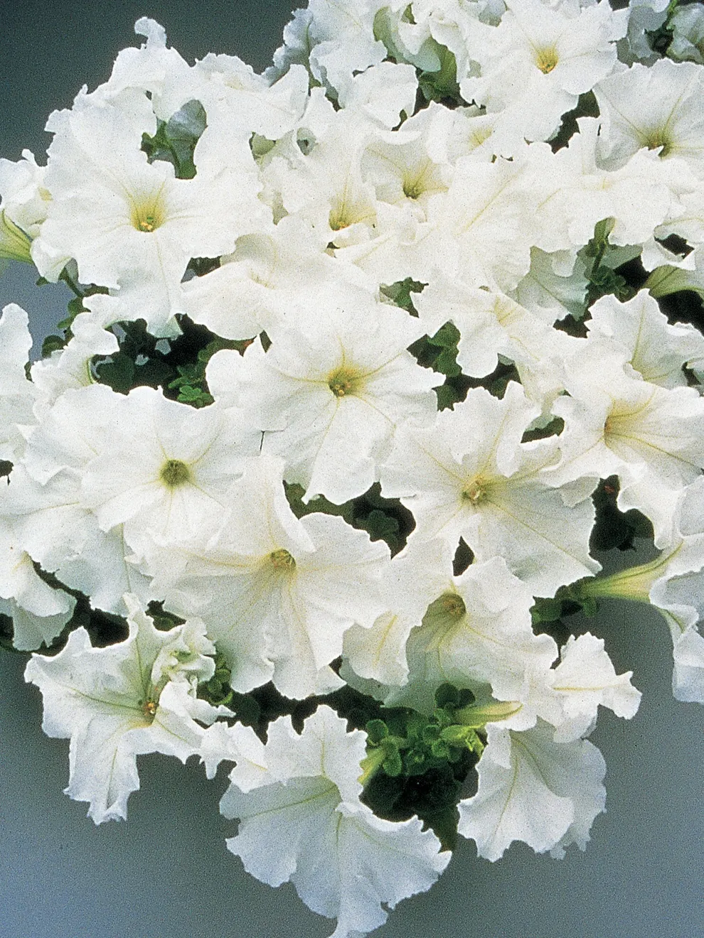 PETUNIA SUPERCASCADE WHITE SEEDS