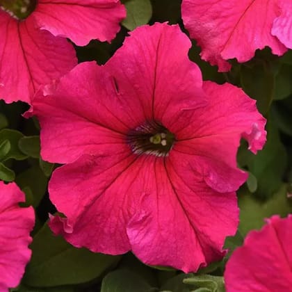 PETUNIA SUPERCASCADE ROSE SEEDS