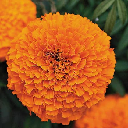 MARIGOLD MARVEL ORANGE SEEDS