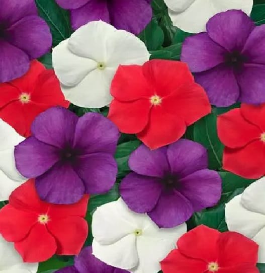 VINCA TATTO MIX AMERICAN PIE SEEDS