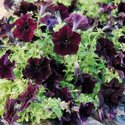 PETUNIA SOPHISTICA BLACKBERRY SEEDS