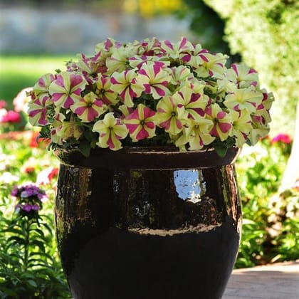 PETUNIA SOPHISTICA LIME BCOL SEEDS