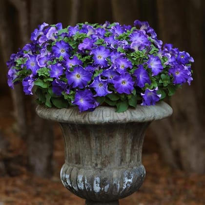 PETUNIA SOPHISTICA BLUE MORN SEEDS