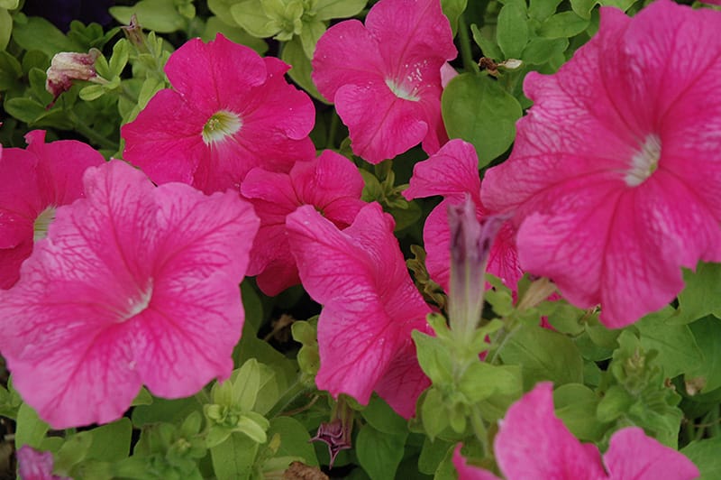 PETUNIA SUPERCASCADE PINK SEEDS