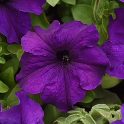 PETUNIA SUPERCASCADE BLUE SEEDS