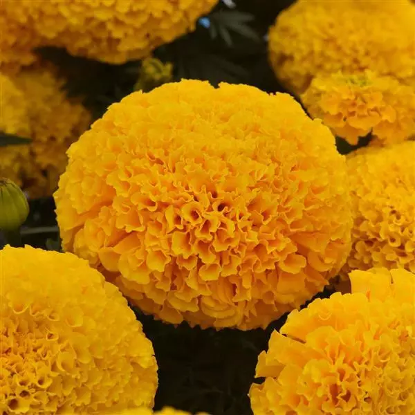 MARIGOLD MARVEL GOLD SEEDS