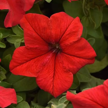 PETUNIA SUPERCASCADE RED SEEDS