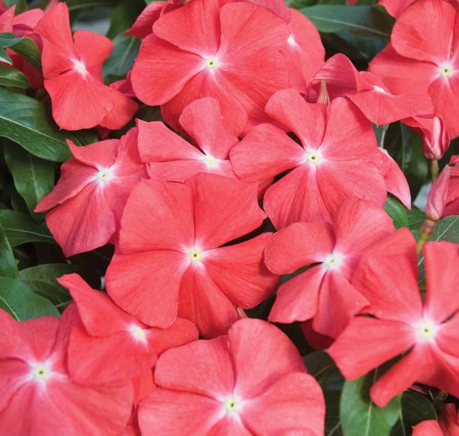 VINCA PACIFICA XP ORANGE SEEDS