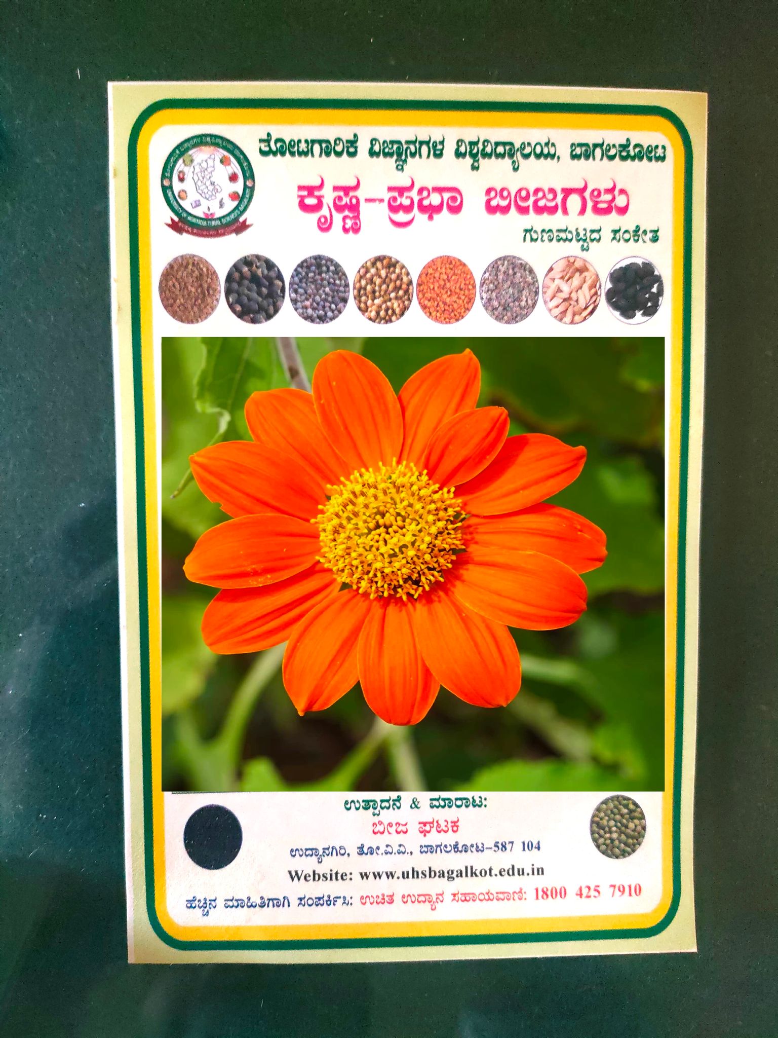 NSC TITHONIA FLOWER SEEDS -10 gms