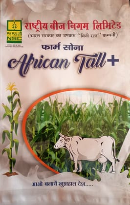 NSC Fodder Maize African Tall