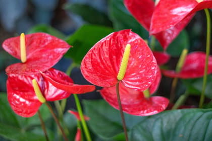 NSC ANTHURIUM RED PLANT