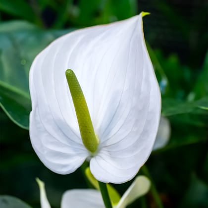 NSC ANTHURIUM WHITE PLANT