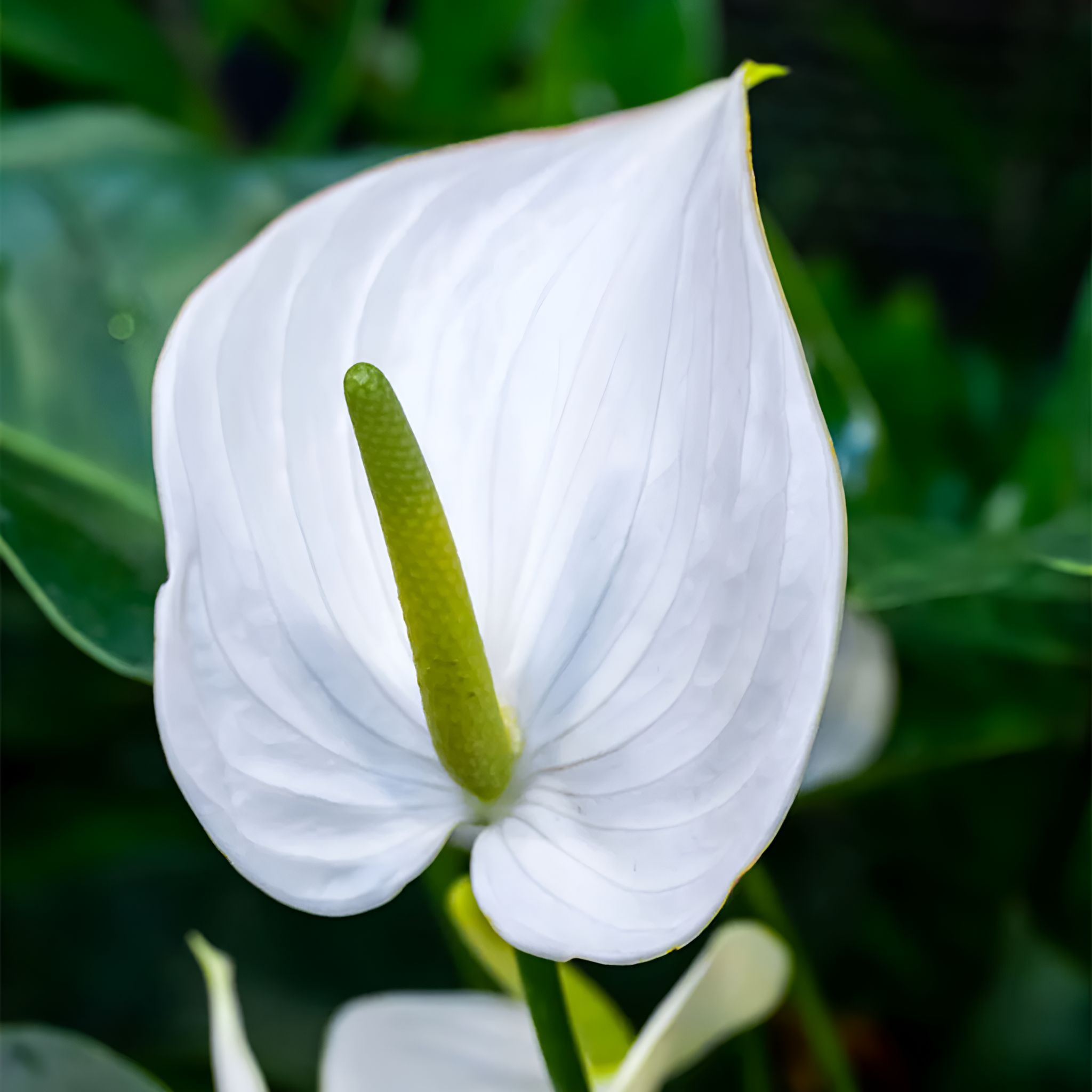 NSC ANTHURIUM WHITE PLANT