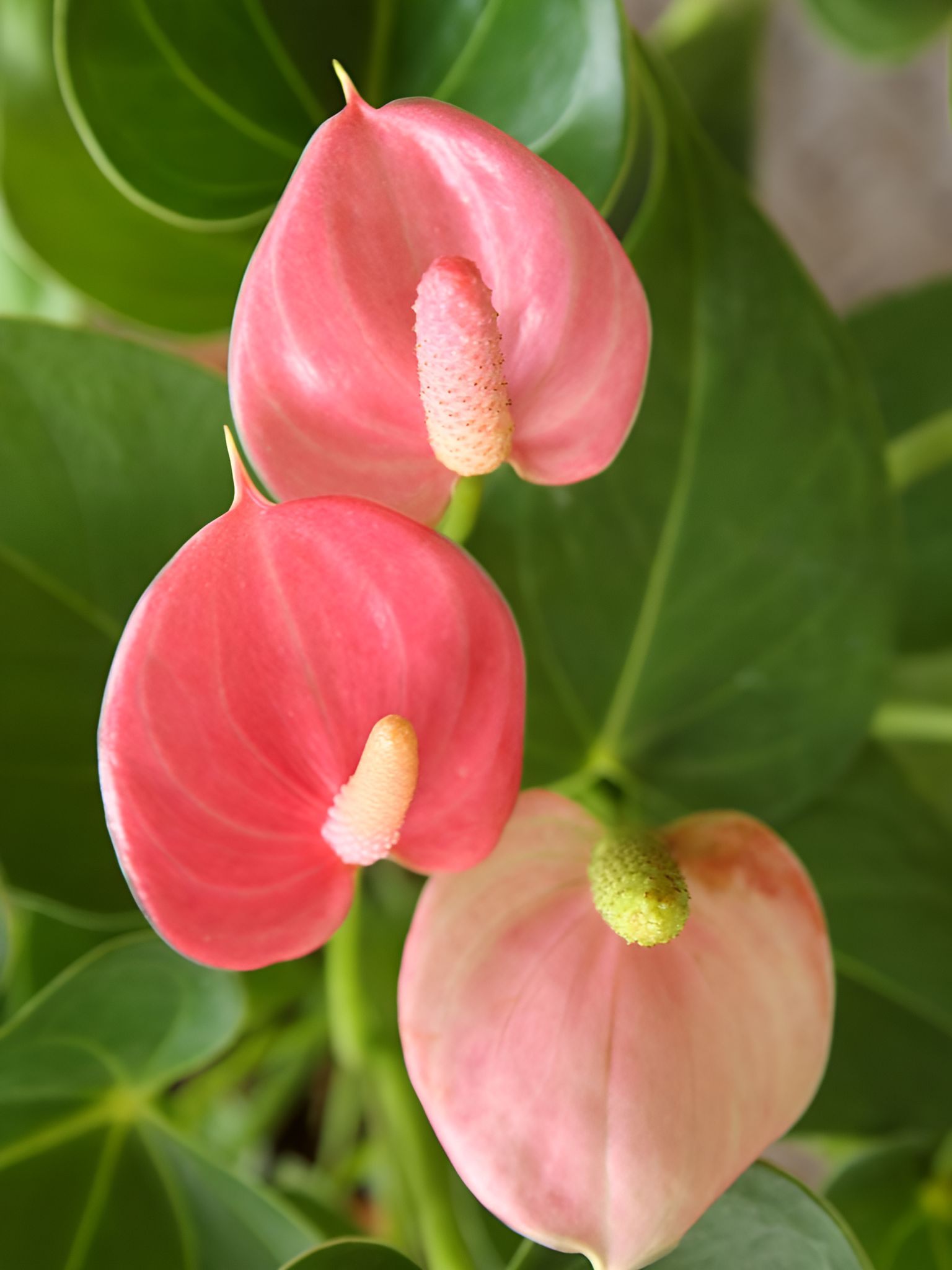 NSC ANTHURIUM PINK PLANT