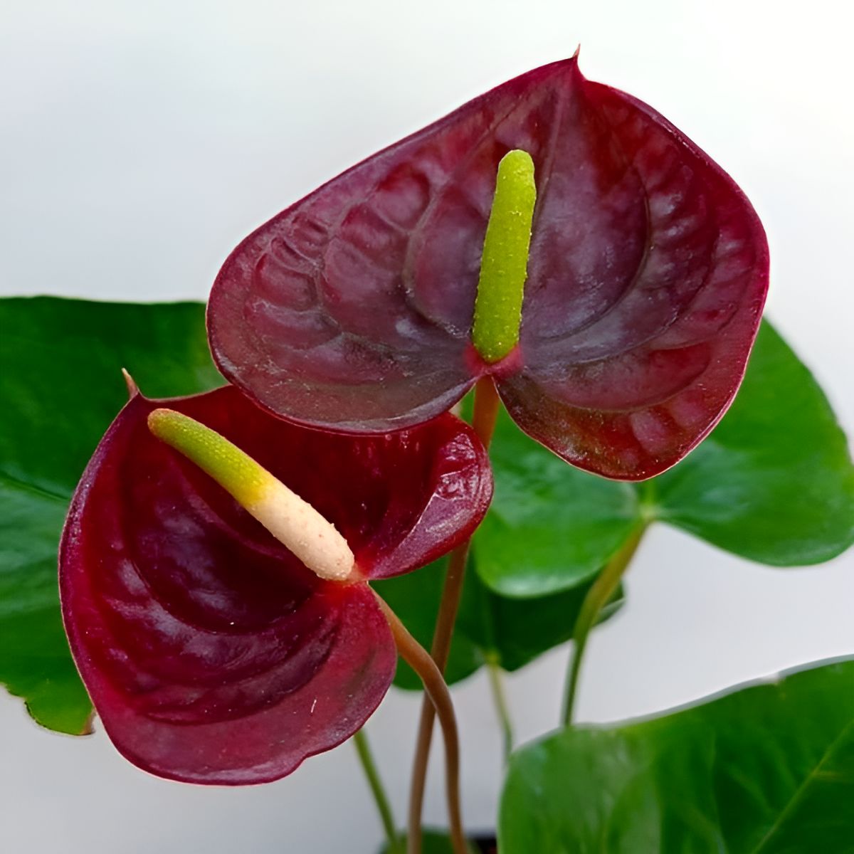 NSC ANTHURIUM BROWN PLANT