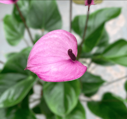 NSC ANTHURIUM PURPLE PLANT