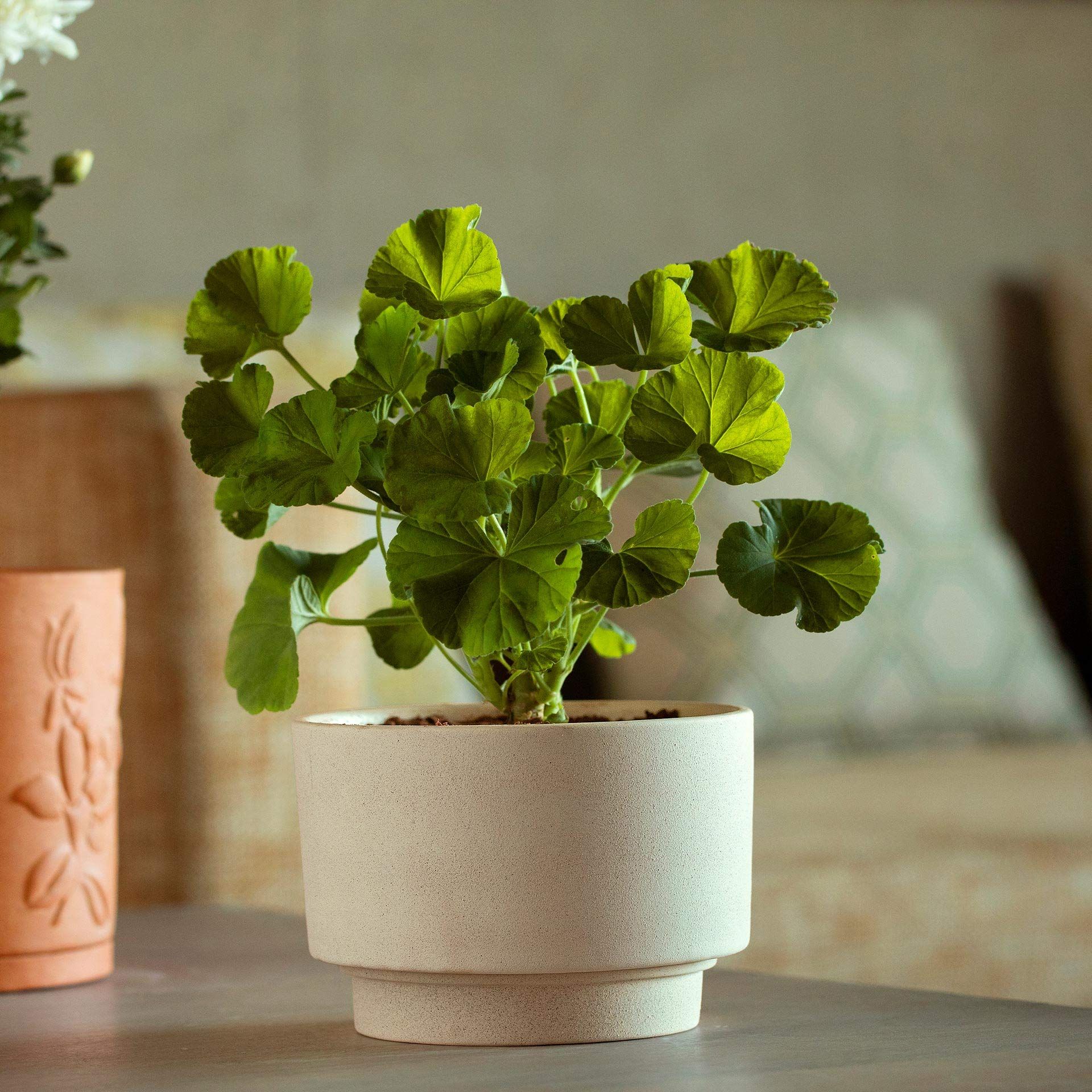 Ellementry Ort Ceramic Planter (Short)