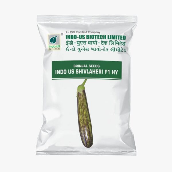 BRINJAL SEEDS INDO US SHIVLAHERI (10 GM)