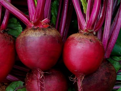 BEET ROOT INDAM RUBY QUEEN [OP] SEEDS