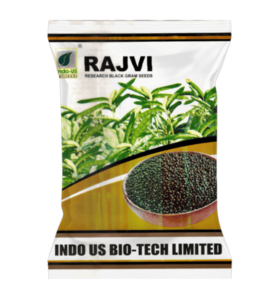 INDO-US RAJVI  BLACKGRAM SEEDS