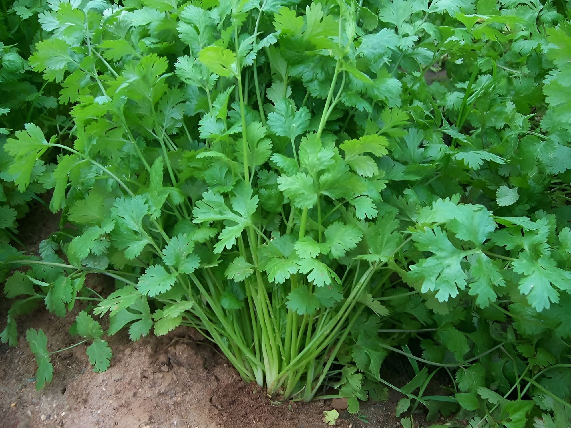 CORIANDER INDAM MULTI-CUT [OP]