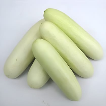 CUCUMBER INDAM SNOW WHITE