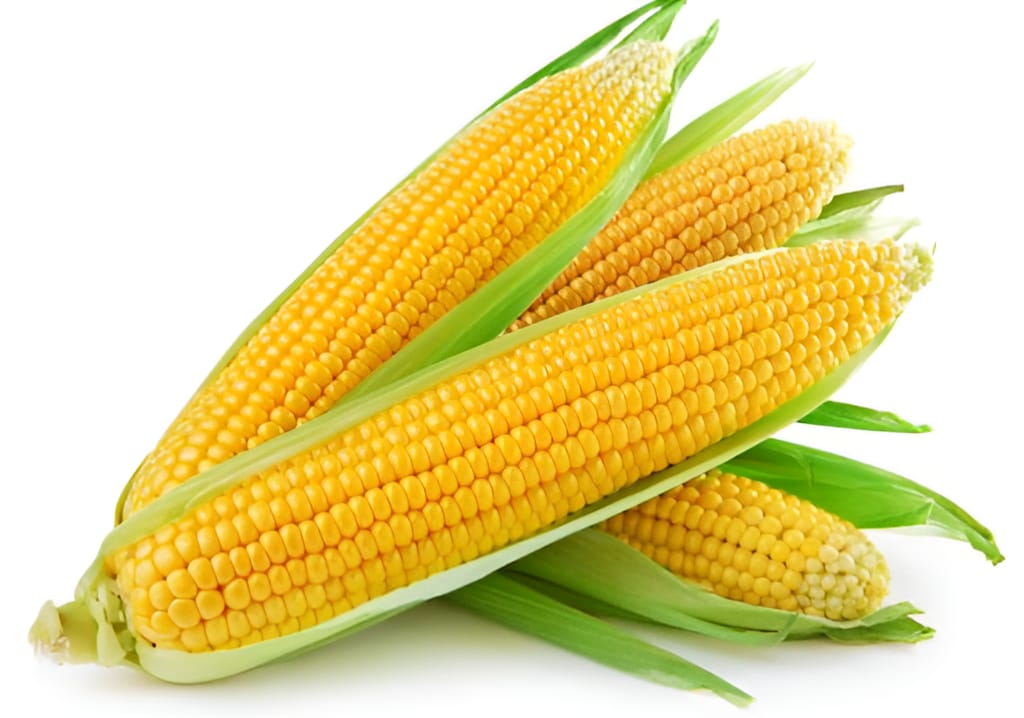 SWEETCORN INDAM SURUCHI HYBRID SEEDS