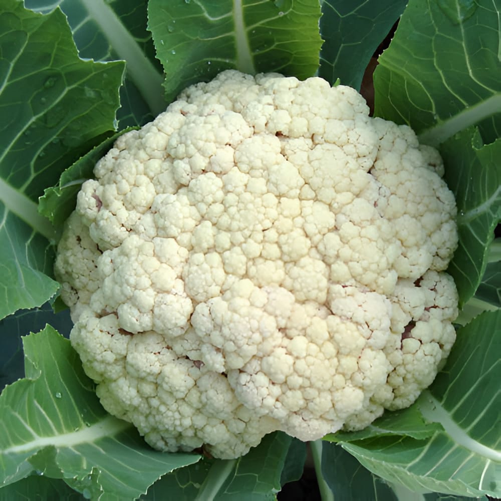 CAULIFLOWER INDAM-POORNIMA HYBRID SEEDS