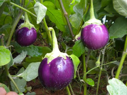 BRINJAL INDAM SUPRIYA [ROUND-14] HYBRID SEEDS