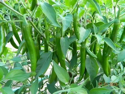 CHILLI INDAM-412 HYBRID SEEDS