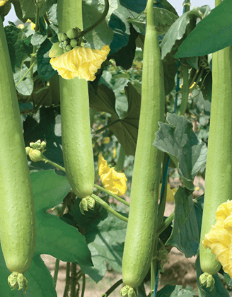 LUFFA - INDAM RAGINI HYBRID SEEDS