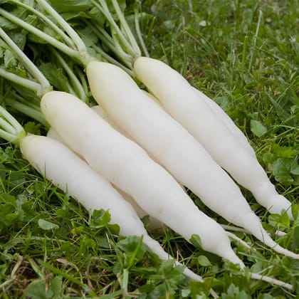 RADISH - INDAM SWETHA HYBRID SEEDS