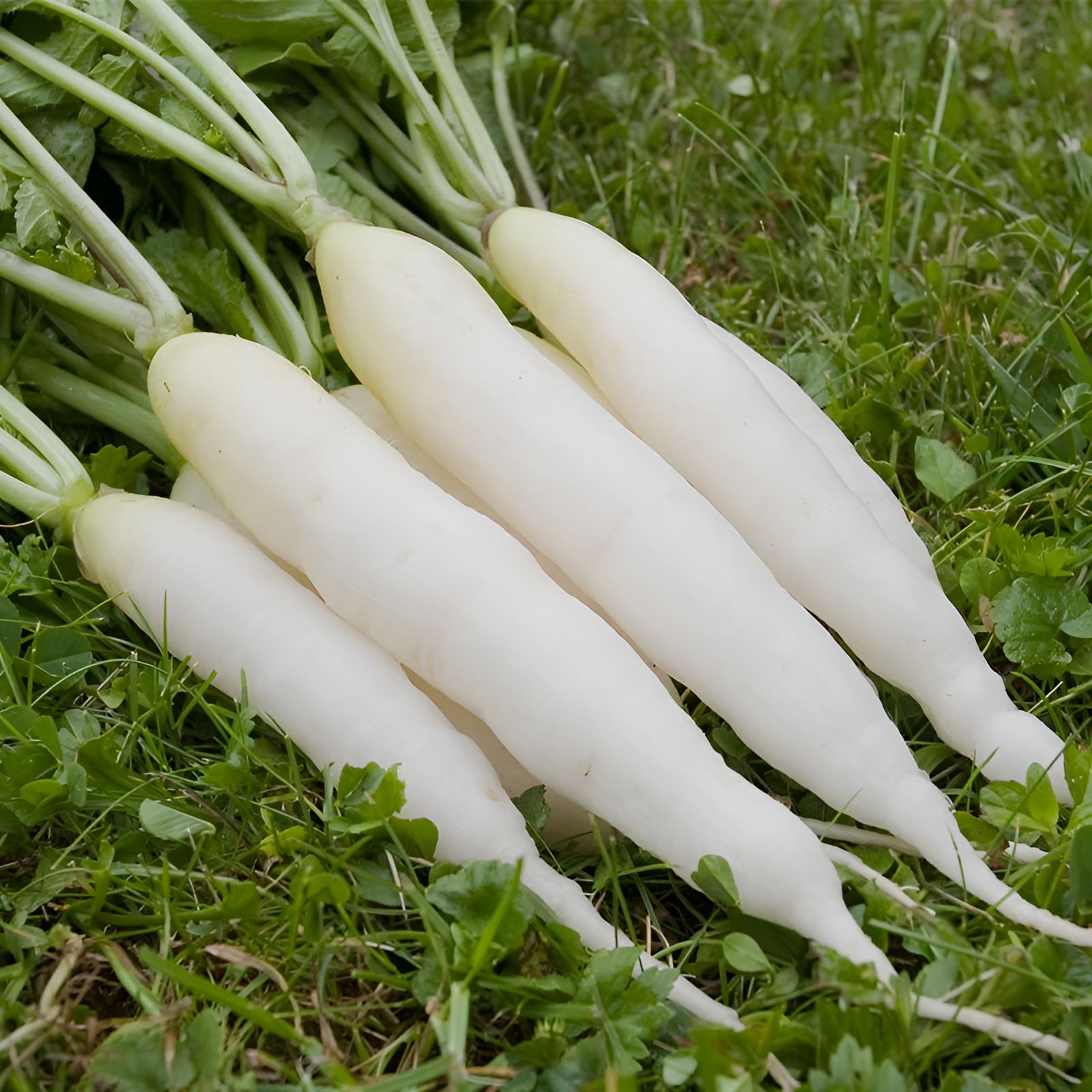 RADISH - INDAM SWETHA HYBRID SEEDS