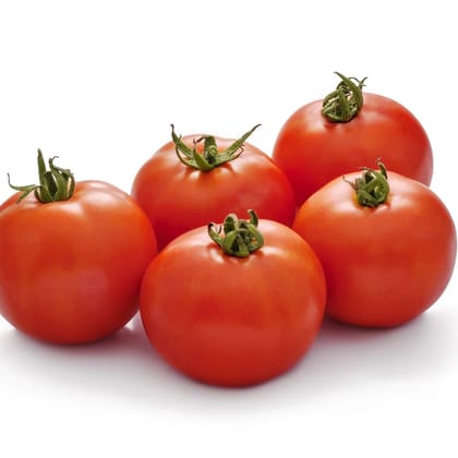 TOMATO INDAM 14301 [HY]