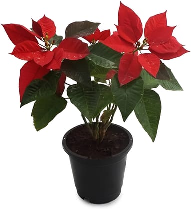 NSC Poinsettia live plant