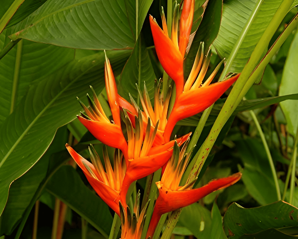 HELICONIA LIVE PLANT