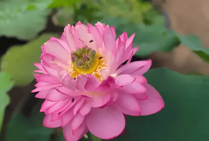 AMERY PEONY LOTUS TUBER