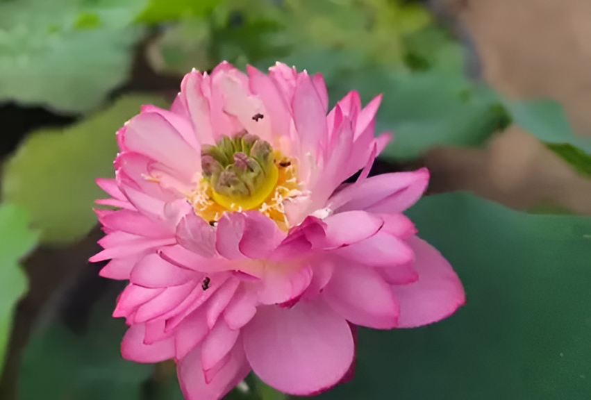 AMERY PEONY LOTUS TUBER