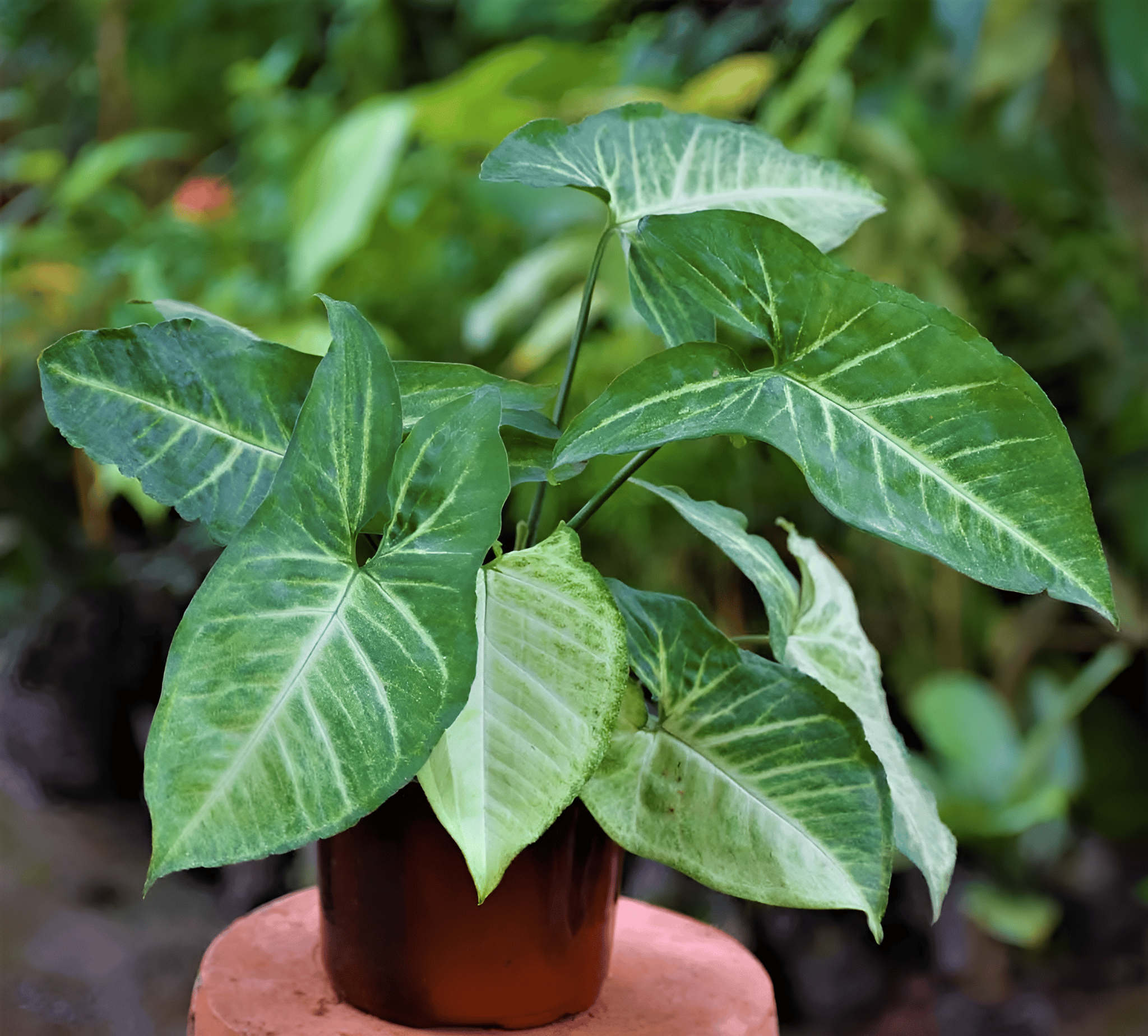 SYNOGNIUM ORNAMENTAL PLANT