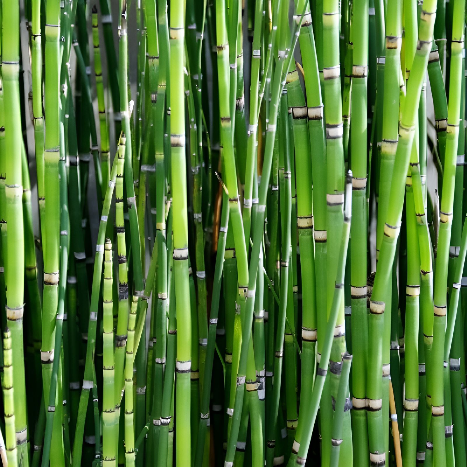 WATER BAMBOO LIVE PLANT