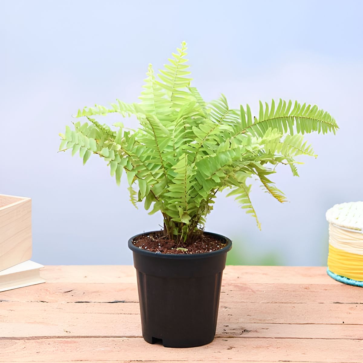 GOLDEN FERN LIVE PLANT