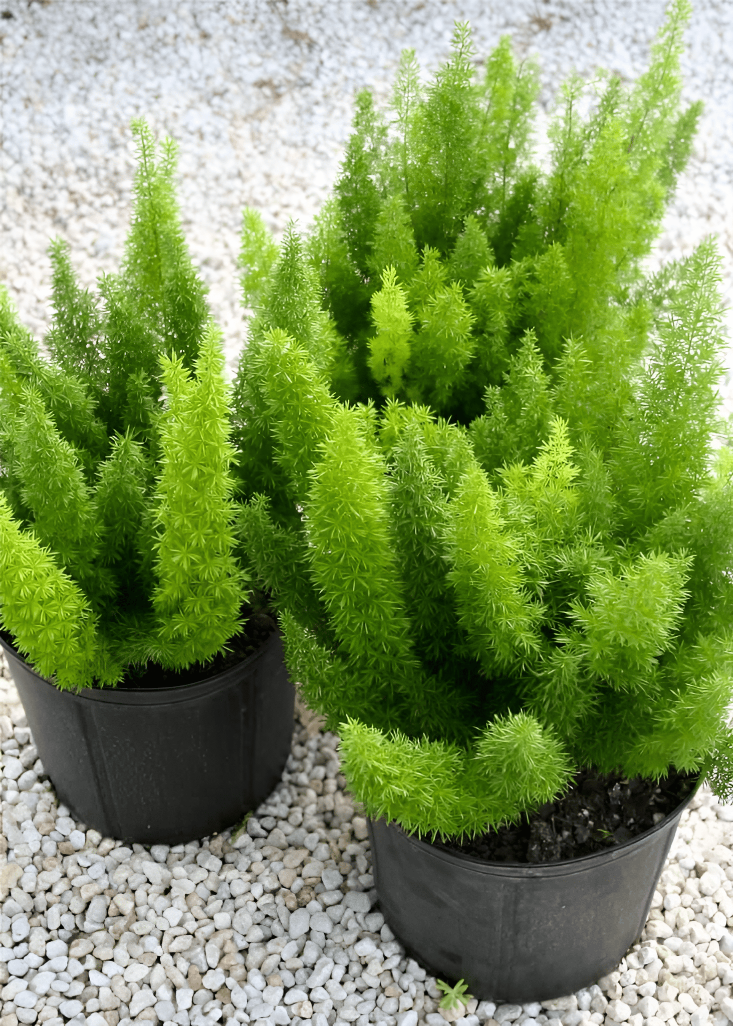 Asparagus Meyeri - Foxtail Fern Live Plant