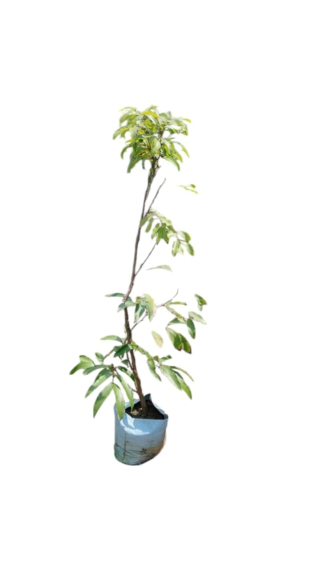 NSC Litchi live sapling in polythene bag