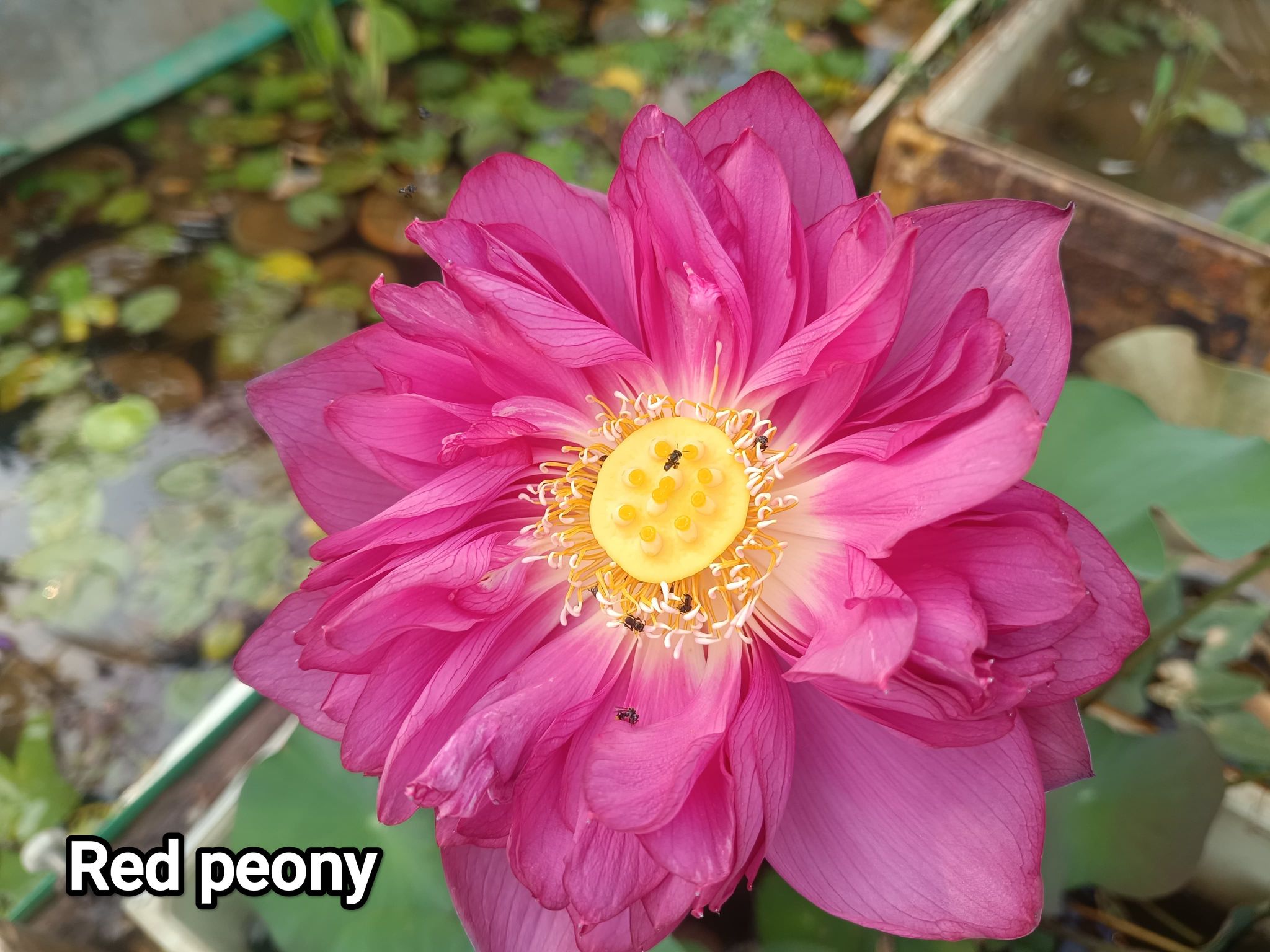 RED PEONY LOTUS TUBER