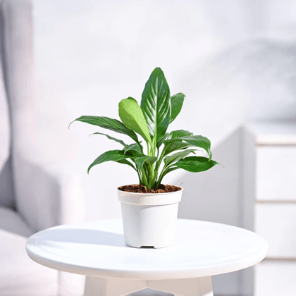 Spathiphyllum Peace Lily Live Indoor Plant