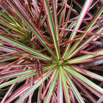 Dracaena Colorama Ornamental Plant