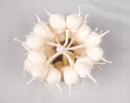  Organic Cotton Boll Flower - 100% Natural & Biodegradable - Perfect for Home Decor, Crafts, and DIY Projects