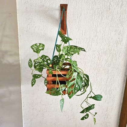 BARISH - Wall Mounted Planter - Square Hanging | Handcrafted with Rubberwood | Indoor Hanging Planter with Wall Mount Stand 22" x 8" x 8" Inches