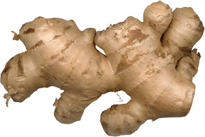 Ginger Rhizomes for planting-5 Rhizomes