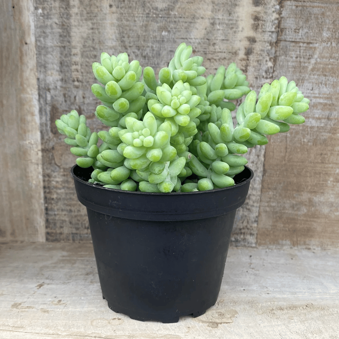 Donkey's Tail Live Plant